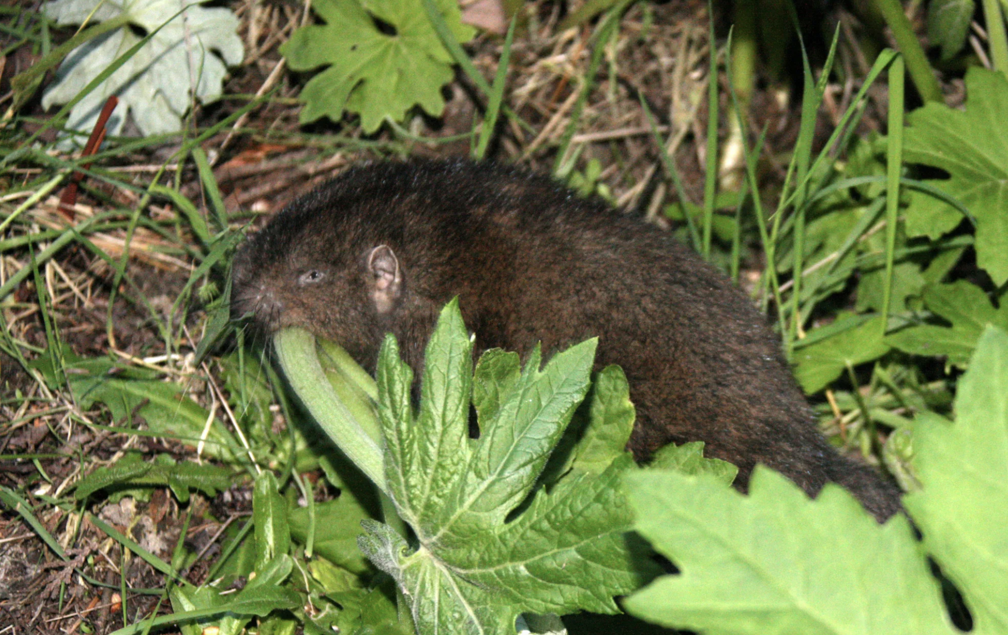 Mountain Beaver by Coke Smith