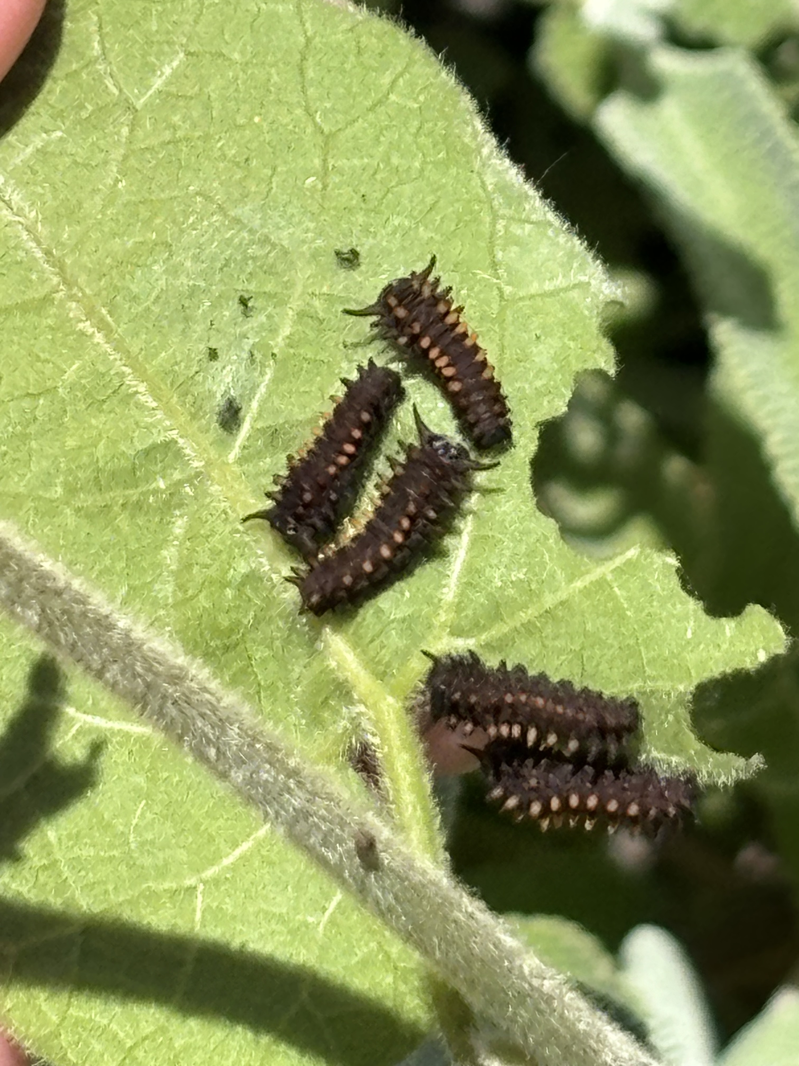 Pipevine swallowtail caterpillars on a leaf